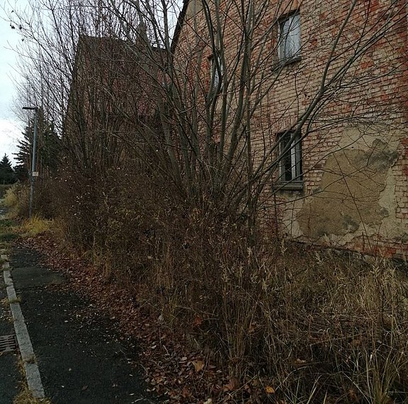 Sträucher verschneiden durch Hausmeistersevice Ziebula - vorher Sträucher verschneiden durch Hausmeistersevice Ziebula - vorherher