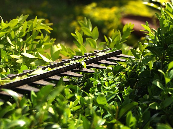 Hecke schneiden durch den Hausmeisterservice in Zittau Hecke schneiden durch den Hausmeisterservice in Zittau