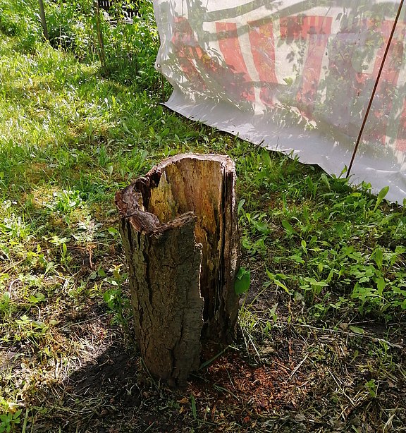 Schutz der Gartenpflanzen beim Roden eines Baumstumpfes Schutz der Gartenpflanzen beim Roden eines Baumstumpfes